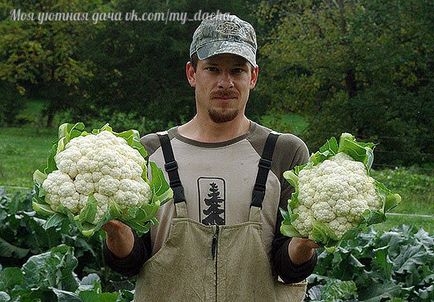 Hogyan rendesen nőni karfiol