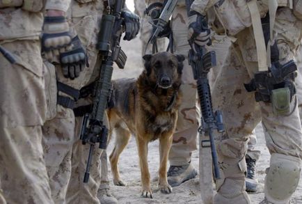 Як тварини допомагали людям під час війни собаки - герої великої вітчизняної війни