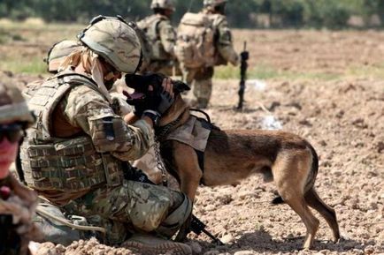 Як тварини допомагали людям під час війни собаки - герої великої вітчизняної війни