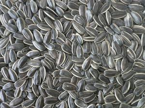 Калорійність насіння соняшнику скільки калорій міститься в 100 грамах смаженого продукту