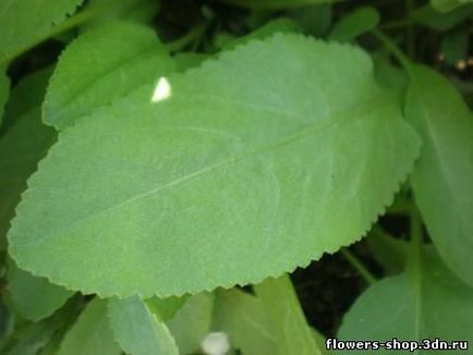 Kanuper (plante medicinale) - plante perene - catalog de fișiere - vânzare de schimb de flori