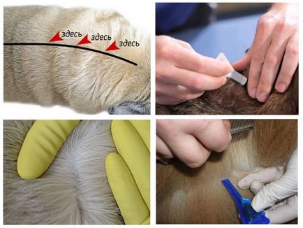 Picături de purici pentru pisici pe măsură ce acționează, cum ar fi picură pe greabăn, beaphar de la căpușe, hartz