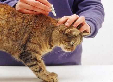 Picături de purici pentru pisici pe măsură ce acționează, cum ar fi picură pe greabăn, beaphar de la căpușe, hartz