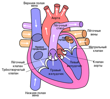 Кардіологія атрофія серцевого м'яза