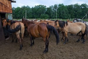 Казахська кінь переваги і недоліки змісту - cельхозпортал