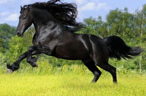 Казахська кінь переваги і недоліки змісту - cельхозпортал