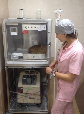 Киснева камера і кисень для тварин, собак, кішок, інститут ветеринарної біології