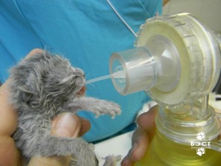 Киснева для тварин, ветеринарна клініка бест в Новосибірську