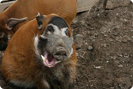 Porcul Kisteuhaya (lat