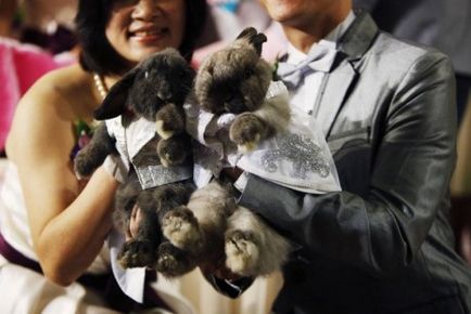 Kínai horoszkóp 2012 esküvői nyúl (cat)