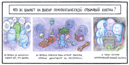 Celule ale clasificării sistemului imunitar, funcții