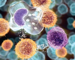 Celule ale clasificării sistemului imunitar, funcții