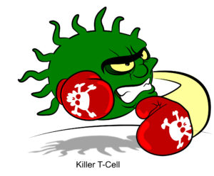 Клетките на класификация на имунната система, функцията