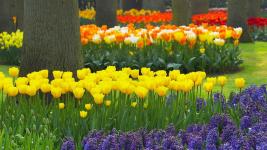 Un pat de flori în jurul copacului - cum se construiește calea potrivită pentru a planta flori pe patul de flori (în jur) Un pat de flori în jurul unui copac - cum să aranjeze cum să planteze flori pe o grădină de flori