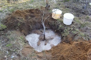 Când este mai bine să plantați o prună în toamnă sau primăvară, magia plantelor