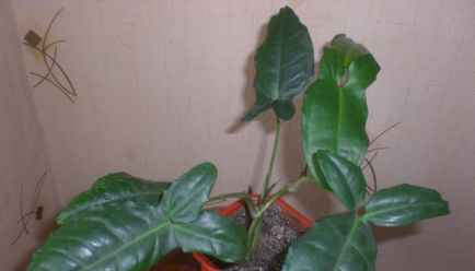 Кімнатна рослина сингониум фото ліани, відео догляду в домашніх умовах, опис видів квітки