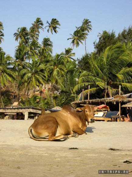 Vaci pe plajele nordului Goa