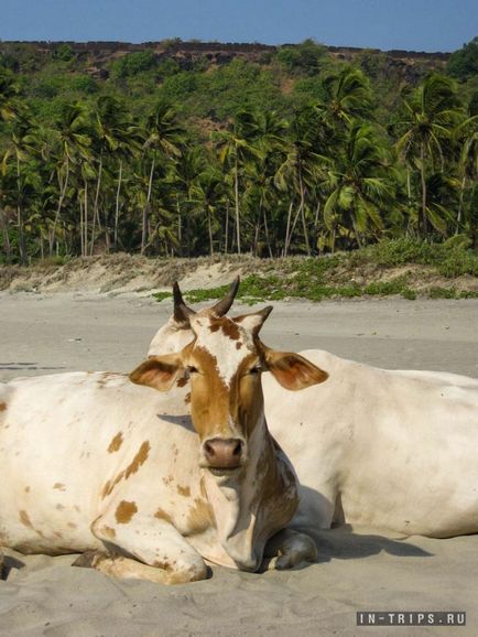Корови на пляжах північного гоа