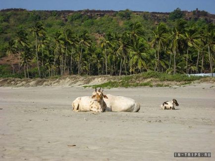 Vaci pe plajele nordului Goa