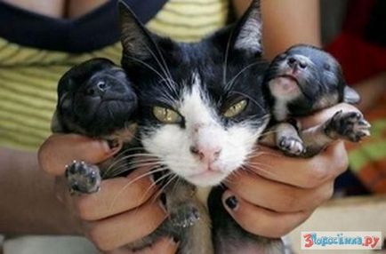 Кішка, яка народила цуценя