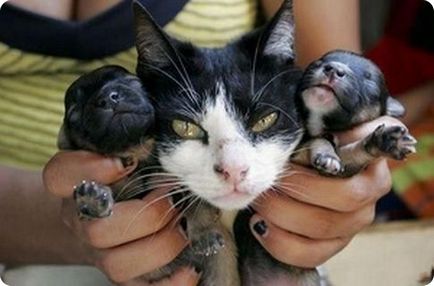 Pisica care a nascut un catelus (6 fotografii)