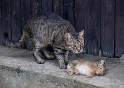 O pisică vânează iepuri în țară