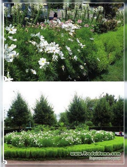 Kosmeya в цветната градина (снимка) за разплод, засаждане и грижи, на мястото на градина, вила и стайни растения
