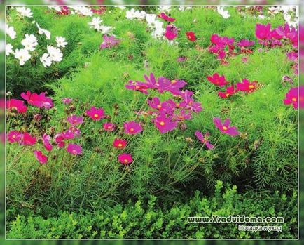 Kosmeya a virágos kert (fotó) tenyésztés, ültetés és gondozás, a helyszínen a kertben, ház és a szobanövények