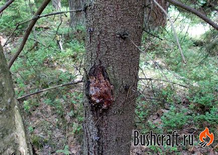 Bonfire în pădurea umedă, casa mea din taiga