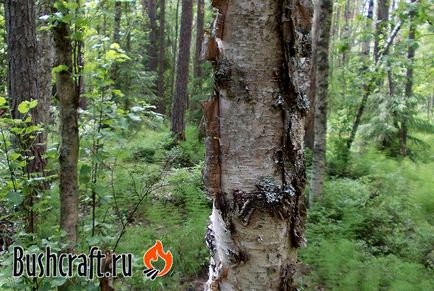 Багаття в сирому лісі, мій будинок тайга