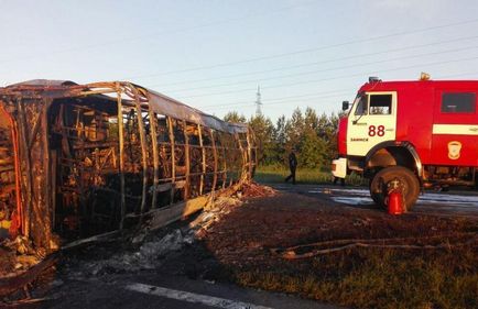 Кошеня з плямою у вигляді кота вразив світ - легкі новини