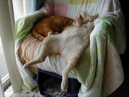 Pisici și pisici care pot adormi oriunde (pozitiv brutal, somnoros)