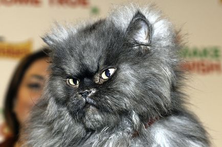 Cat-record titular numit Colonel Meow