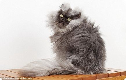 Cat-record titular numit Colonel Meow