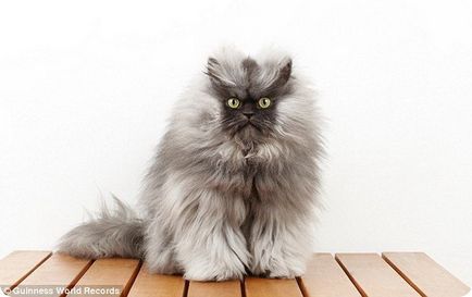 Cat-record titular numit Colonel Meow