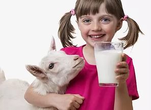 Козяче молоко калорійність, корисні властивості, харчова цінність