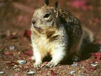 Gopher veveriță (citellus suslicus) gopher măcinat, aspectul aspectului culorii coapsei dinților craniului