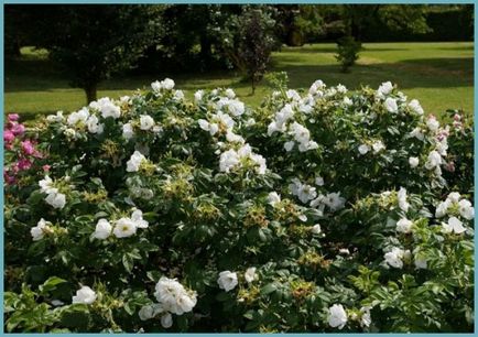 Красуня троянда паркова посадка і догляд