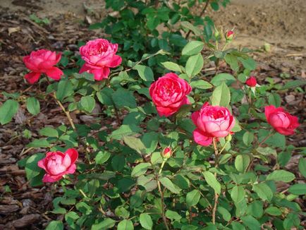 Красуня троянда паркова посадка і догляд