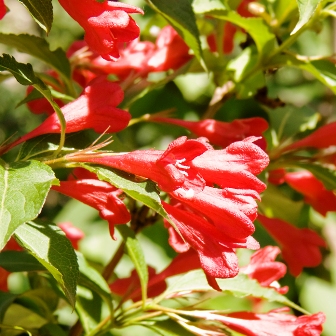 Beauty Weigela - ültetés, megtermékenyítő, menedéket a téli 1782