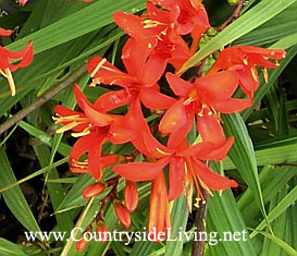 Crocosmia, montaj