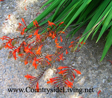 Crocosmia, montaj