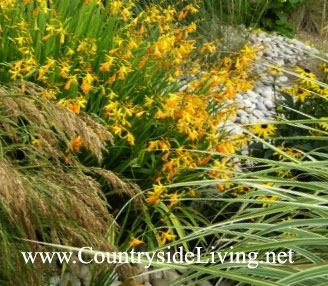 Crocosmia, montaj