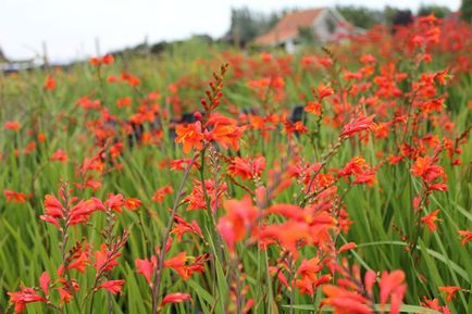 Crocosmia (montebretsiya) fotók, ültetés, gondozás a japán Gladiolus a nyílt terepen