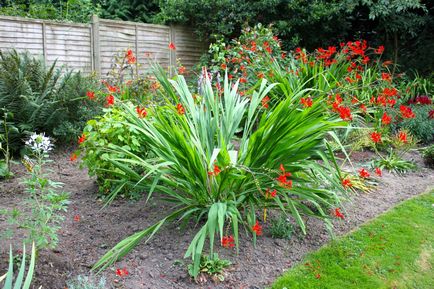 Crocosmia (montebretsiya) fotók, ültetés, gondozás a japán Gladiolus a nyílt terepen