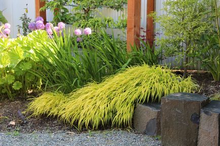 Crocosmia (montebretsiya) fotók, ültetés, gondozás a japán Gladiolus a nyílt terepen