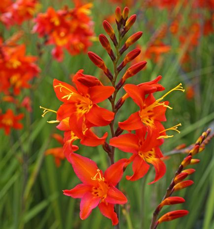 Crocosmia (montebretsiya) fotók, ültetés, gondozás a japán Gladiolus a nyílt terepen