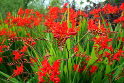 Crocosmia (montebretsiya) fotók, ültetés, gondozás a japán Gladiolus a nyílt terepen