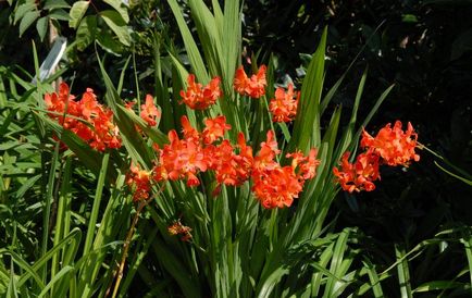Crocosmia (montebretsiya) fotók, ültetés, gondozás a japán Gladiolus a nyílt terepen