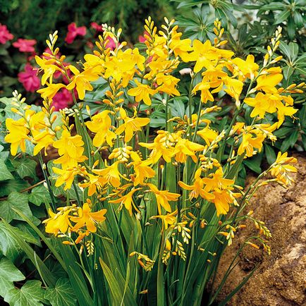 Crocosmia (montebretsiya) fotók, ültetés, gondozás a japán Gladiolus a nyílt terepen